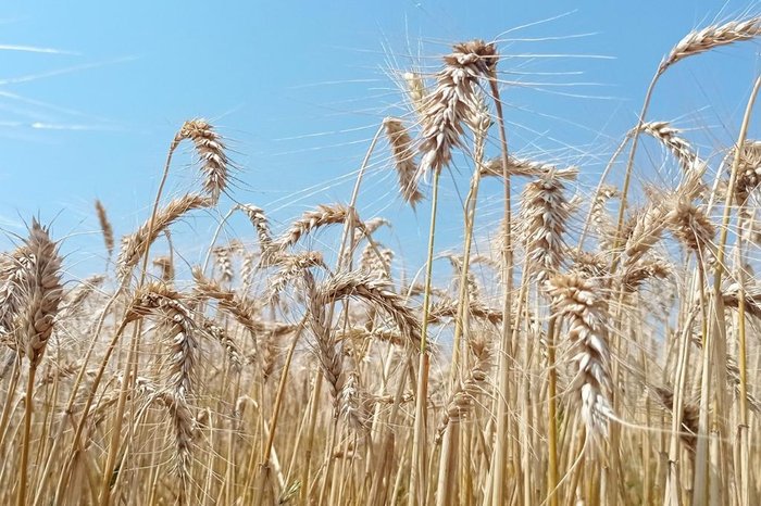Deise Froelich / Emater/Divulgação