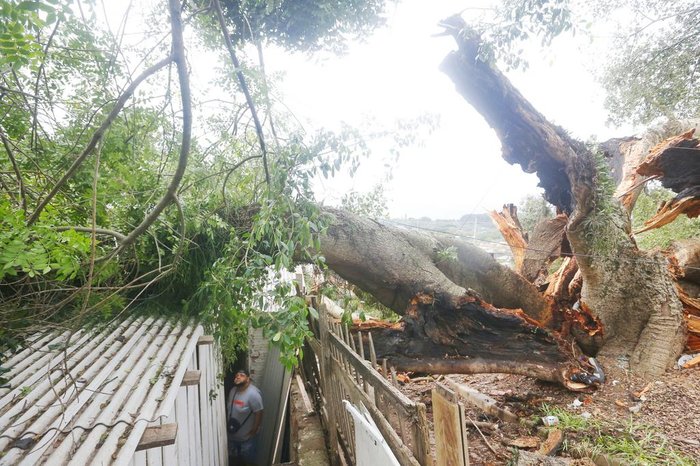 Secretaria Municipal de Serviços Urbanos informou que o local onde a árvore ficava é de difícil acesso