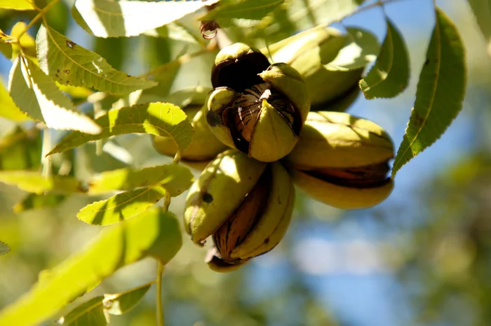 IbPecan / Divulgação
