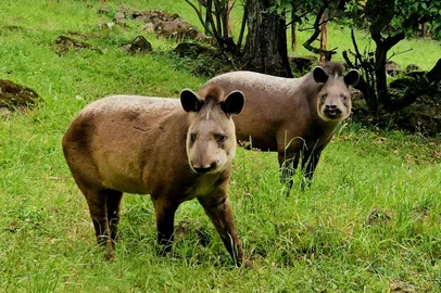 Gramadozoo recebe dois machos de anta<!-- NICAID(16162175) -->