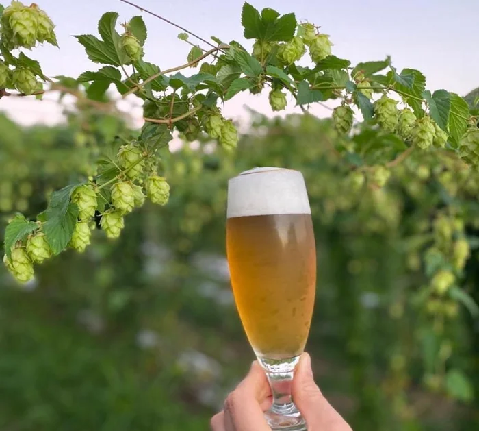 Kaltbier Cerveja Mesmo / Divulgação Kaltbier Cerveja Mesmo / Divulgação