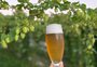 Cerveja artesanal com lúpulo próprio chega à feira da agricultura familiar de verão