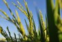 Conab quer manter a possibilidade de compra de arroz em 2025