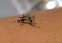 Por que a dengue bateu recordes no RS em 2021