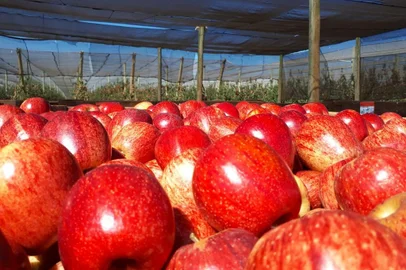 RASIP abre mercado de exportação de maçãs para Emirados Árabes e Singapura<!-- NICAID(15644489) -->