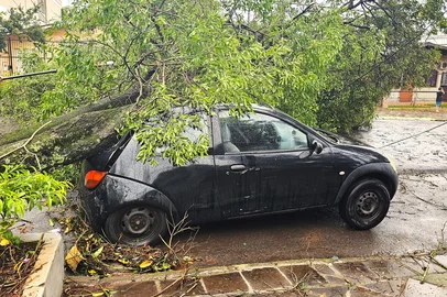 Árvore caída após temporal em Passo Fundo<!-- NICAID(16187028) -->