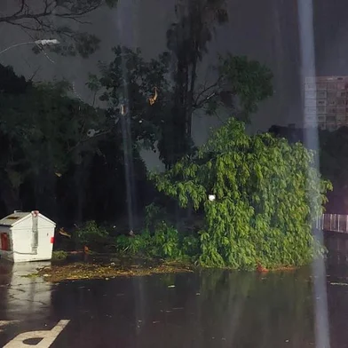 Temporal atinge Porto Alegre e outras regiões do Estado. Foto: Árvores caídas na João Pessoa<!-- NICAID(15652375) -->