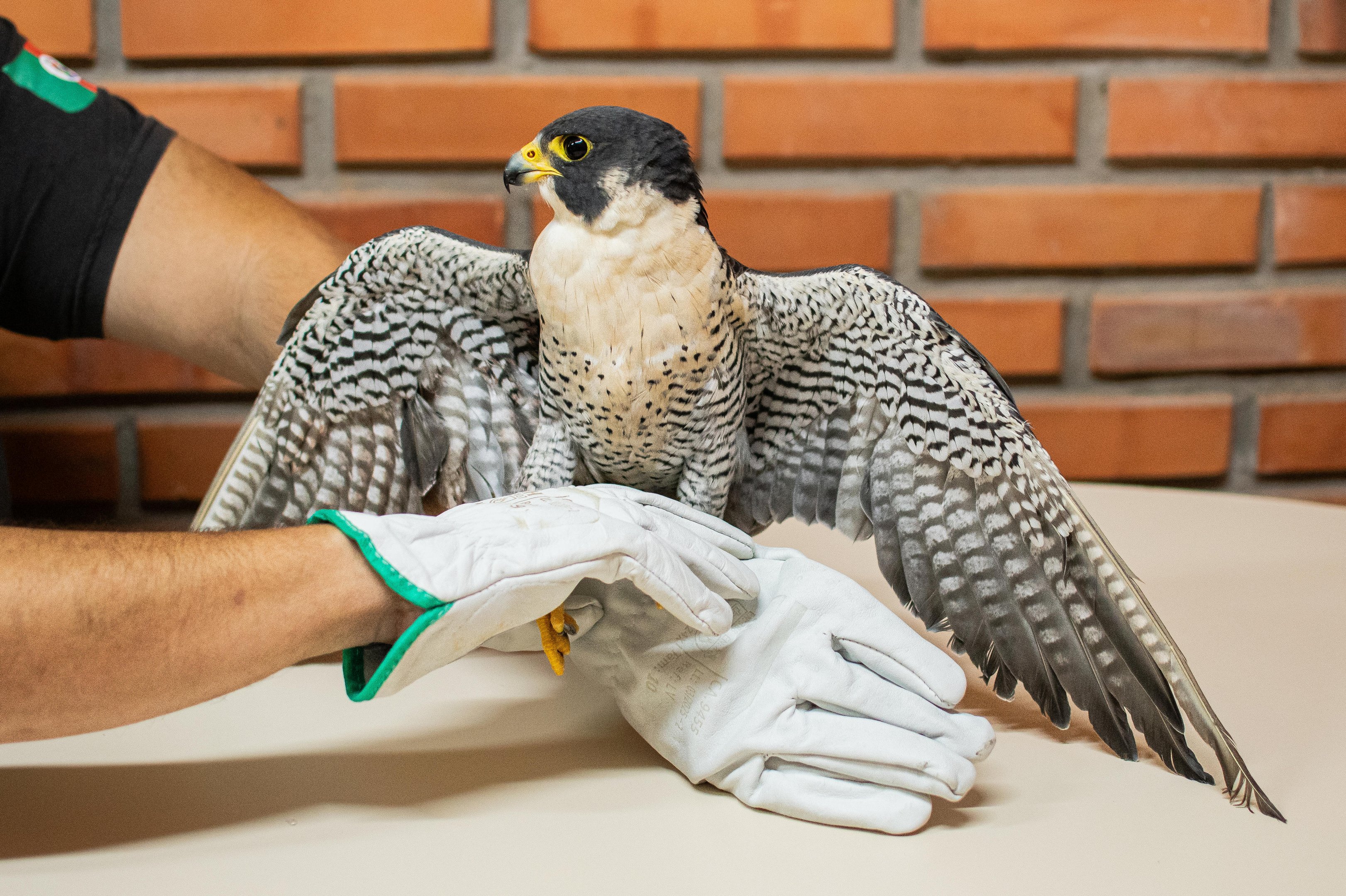 Falc&atilde;o-peregrino &eacute; baleado na asa em Novo Hamburgo; veja v&iacute;deo