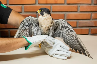 Uma ave que pode alcançar mais de 300 km/h e viajar 11 mil quilômetros do hemisfério norte para o hemisfério sul na sua migração. Um exemplar do falcão-peregrino foi resgatado neste domingo (11), no bairro Ideal, durante o plantão da Diretoria de Proteção Ambiental (DPA), após solicitação de resgate.<!-- NICAID(16203037) -->
