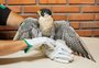 Falcão-peregrino é baleado na asa em Novo Hamburgo; veja vídeo