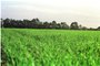Foto de uma lavoura de trigo, com muita fartura no inverno, em um campo gaúcho. FD.#PÁGINA: 1#EDIÇÃO:2ª Data Evento: 00/00/2001<!-- NICAID(762336) -->