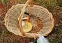 Caça aos cogumelos: experiência em Cambará do Sul une floresta, fogo de chão e alta gastronomia