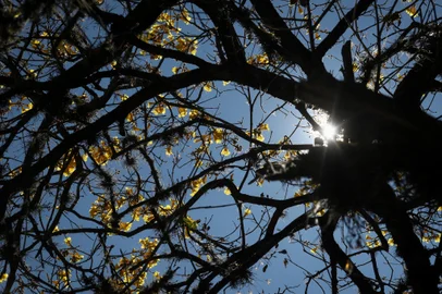 CAXIAS DO SUL, RS, BRASIL, 17/09/2024. Imagens para ilustrar a chegada da Primavera em Caxias do Sul, e como será o clima para a estação na Serra. (Bruno Todeschini/Agência RBS)Indexador: Bruno Todeschini<!-- NICAID(15868441) -->