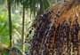 Já ouviu falar em um açaí "gaúcho"? Produção está em expansão no Litoral Norte