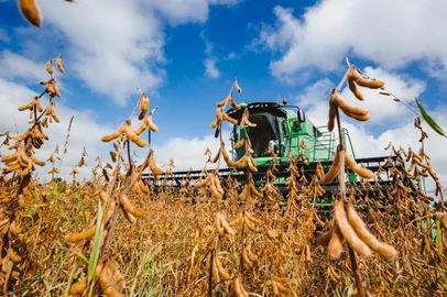 Bagé, RS, BRASIL, 03/04/2018 : Campo e Lavoura - Colheita da Soja - Região Sul. (Omar Freitas/Agência RBS)Indexador: Omar Freitas<!-- NICAID(13497164) -->