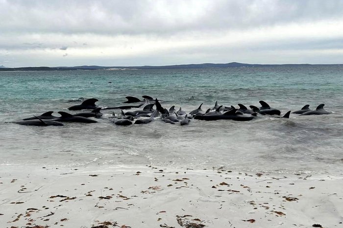Allan Marsh / Cheynes Beach Caravan Park / AFP Allan Marsh / Cheynes Beach Caravan Park / AFP