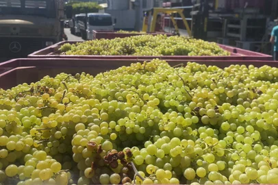 Cooperativa Vinícola Garibaldi inicia recebimento de uvas<!-- NICAID(15944875) -->