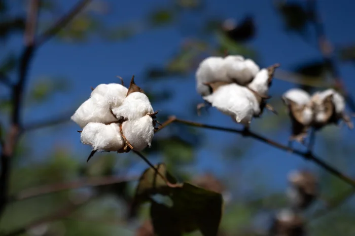 Renner / Divulgação Renner / Divulgação
