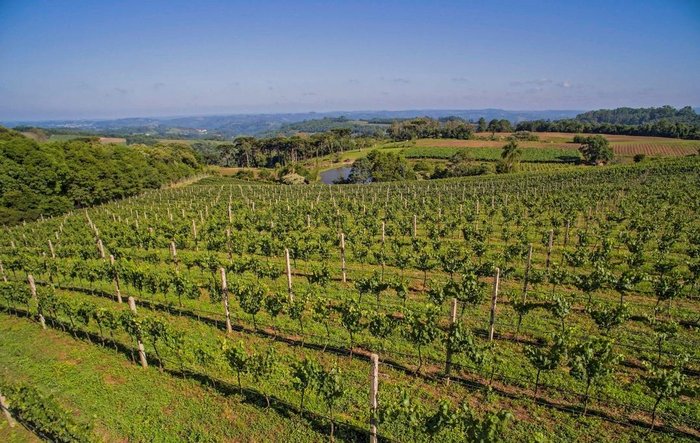 Boscato Vinhos Finos / Divulgação