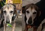 Conheça a história da Nala, cachorrinha que sobreviveu à enchente e aos desafios do pós-resgate
