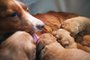 Female dog nursing cute puppiesFemale dog nursing cute puppies. Newborns of Nova Scotia Duck Tolling Retriever sucking breast milk.Indexador: Jaromir ChalabalaFonte: 448412644<!-- NICAID(15498095) -->