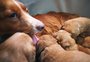 Entenda as fases de crescimento dos cachorros