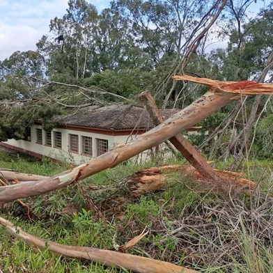 Vento provoca estragos em Pinheiro Machado<!-- NICAID(16206460) -->