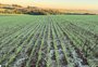 Nem geada, nem frio: o fator climático com efeito sobre a safra de inverno no RS é outro 