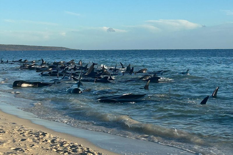 This handout photo taken and released by the Department of Biodiversity, Conservation and Attractions on April 25, 2024 shows pilot whales stranded at Toby's Inlet near Dunsborough in Western Australia. Marine biologists raced on April 25 to save more than 100 pilot whales after a mass stranding on an Australian beach, with officials fearing many will have to be euthanised. (Photo by Handout / Department of Biodiversity, Conservation and Attractions / AFP) / RESTRICTED TO EDITORIAL USE - MANDATORY CREDIT "AFP PHOTO / Department of Biodiversity, Conservation and Attractions" - NO MARKETING NO ADVERTISING CAMPAIGNS - DISTRIBUTED AS A SERVICE TO CLIENTS<!-- NICAID(15745316) -->