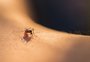 Por que mosquitos atacam mais em dias quentes