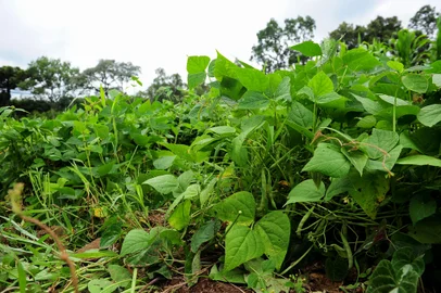 FLORES DA CUNHA, RS, BRASIL, 17/02/2023. A reportagem foi até o interior de Flores da Cunha, na propriedade de Mateus Dettoni, produtor rural que trabalha com a cultura de feijão orgânico, em diversas variedades. (Bruno Todeschini/Agência RBS)Indexador: BTK<!-- NICAID(15353160) -->