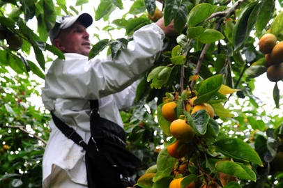 CAXIAS DO SUL, RS, BRASIL, 24/03/2021 - Fotos de Nadir Rossi, produtor rura da localidadel de Loreto, e sua produção de caqui. (Marcelo Casagrande/Agência RBS)<!-- NICAID(14741985) -->