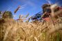Colheita de trigo em Passo Fundo<!-- NICAID(10970844) -->