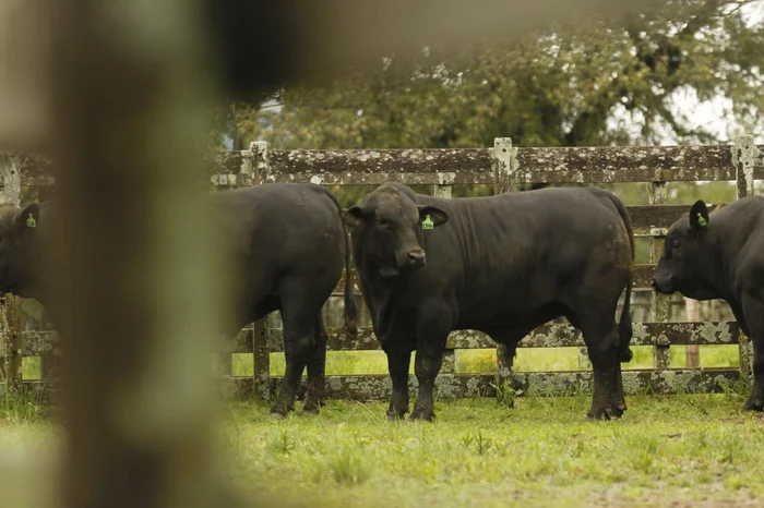Edu Rickes / Divulgação / Expofeira de Pelotas Edu Rickes / Divulgação / Expofeira de Pelotas