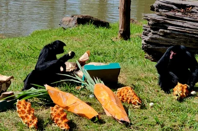 Páscoa no Gramadozoo. Felinos ganham peixes nesta Sexta Santa<!-- NICAID(16258257) -->