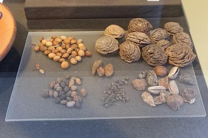 Um grupo de arquitetos e arqueólogos italianos encontrou no ano passado no sistema de drenagem sob o Coliseu moedas antigas, restos de comida, sementes de frutas e ossos de animais.<!-- NICAID(15276555) -->