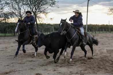 Aceguá, RS, Brasil – Criador, ginete e treinador de cavalos crioulos, Francisco Mogila se destaca na formação de campeões, unindo técnica, tradição e uma relação próxima com os animais. Nos últimos anos, ganhou ainda mais orgulho: seu filho Pancho também conquistou classificação para a final do Freio de Ouro.Indexador: jeff botega<!-- NICAID(16102269) -->