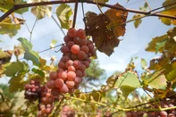 Uva É Bem+ Agro<!-- NICAID(16250639) -->