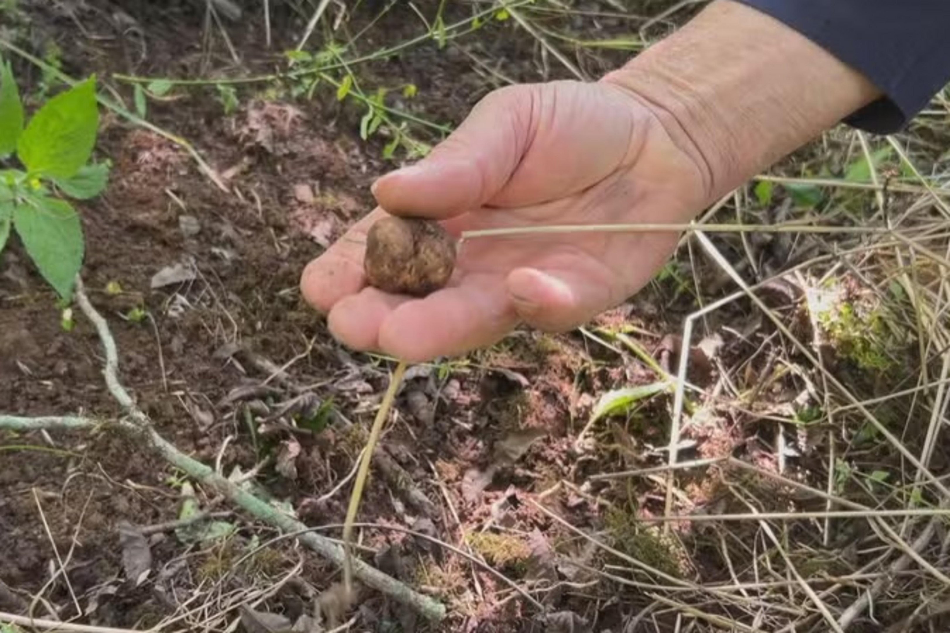 Produtor do RS descobre trufa rara por acaso em pomar; quilo pode custar at&eacute; R$ 10 mil