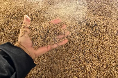 Arroz mofado em Jaguarão<!-- NICAID(15715624) -->