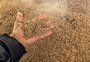 Sem energia há cinco dias, produtora rural perde 2 mil sacas de arroz que mofou