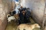 Com 158 cães e quatro gatos, protetor abriga animais em casa por conta da enchente em Alvorada. - Foto: Maria Stolting/Agência RBS<!-- NICAID(15555429) -->