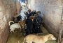 Com 158 cães e quatro gatos, protetor abriga animais em casa após enchente em Alvorada
