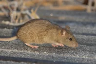 Encontrar um rato morto dentro de um bolo não é uma surpresa agradável, mas quais os riscos que isso representa à saúde? Um caso registrado nesta semana em uma loja de bolos na zona sul de Porto Alegre também levantou dúvidas sobre os riscos de contaminação. Na confeitaria da Capital, o rato foi assado junto com o bolo, que foi parcialmente consumido pelos clientes.<!-- NICAID(16389251) -->