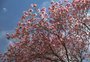 Por que os ipês de Porto Alegre estão florindo no inverno e o que isso significa para a natureza
