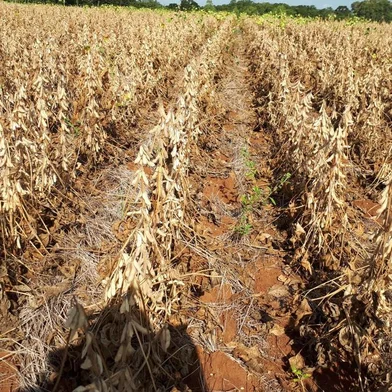 Lavoura de soja sob impacto da estiagem em fontoura xavier<!-- NICAID(14467442) -->