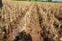 Lavoura de soja sob impacto da estiagem em fontoura xavier<!-- NICAID(14467442) -->