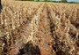 Agropecuária sai do radar de risco e é promessa positiva para o PIB do RS em 2021