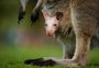 Raro wallaby albino nascido na Austrália é batizado como Olaf; conheça a espécie e veja imagens