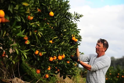 CAXIAS DO SUL, RS, BRASIL, 27/07/2021. Serra é reconhecida como um bom lugar para a produção tardia do fruto, nos meses de abril a outubro. Em uma reportagem de 2019, a Serra foi apontada como responsável por 80% dos frutos colhidos. Na foto, propriedade de Sérgio Perini em Loreto da Segunda Légua. interior de Caxias. (Porthus Junior/Agência RBS)<!-- NICAID(14846136) -->